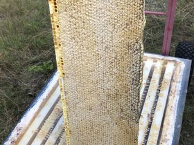 Välfylld honungsram vid slutskattning 2021.